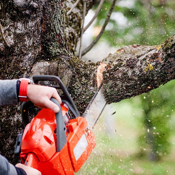 Tree Removal Services, Jahangir Hemmat Construction Company LLC